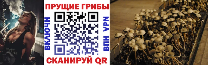 купить сайты Балтийск Псилоцибиновые грибы Magic Shrooms