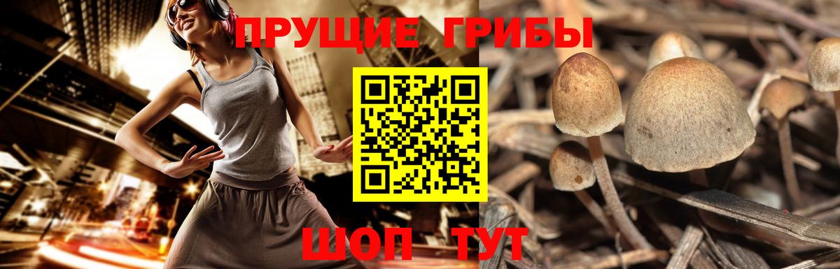 Балтийск  Галлюциногенные грибы MAGIC MUSHROOMS  Вход с VPN 
